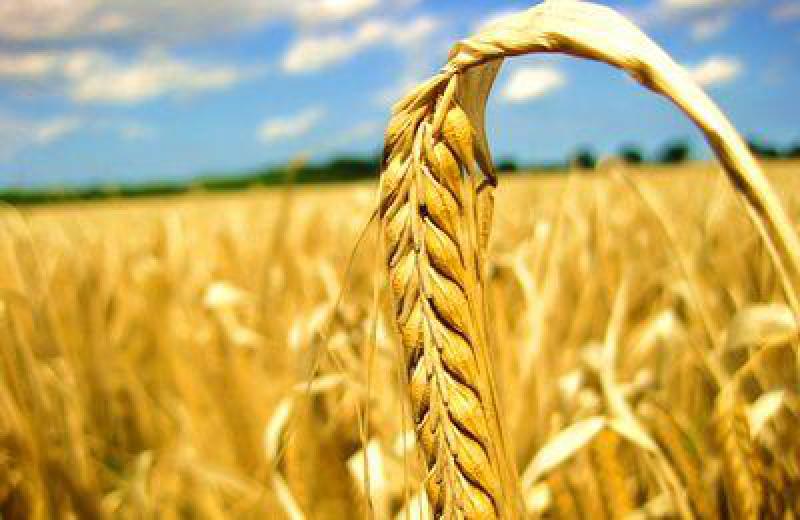 波蘭Nidzica將從生物質(zhì)中獲取熱量