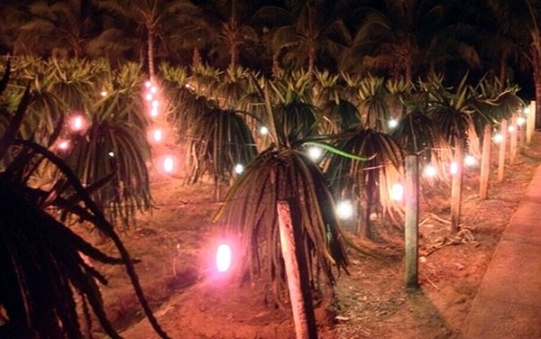 前江省旨在開(kāi)發(fā)農(nóng)業(yè)可再生能源