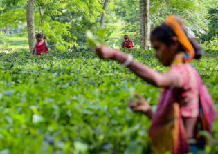 印度石油公司熱衷于推動(dòng)液化石油氣在茶葉生產(chǎn)中取代煤炭