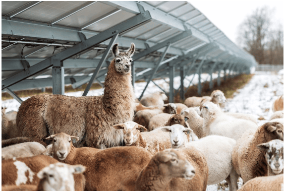 明日農(nóng)場(chǎng)創(chuàng)新農(nóng)業(yè)光伏模式 融合再生農(nóng)業(yè)與太陽(yáng)能