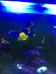 昌平北七家海水魚友出養定老魚，限同城打包自提，共探海水養殖技術交流