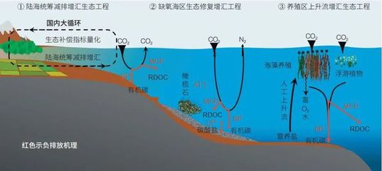 海洋負排放技術 焦念志院士領航，以海水養殖創新助力國家碳中和目標